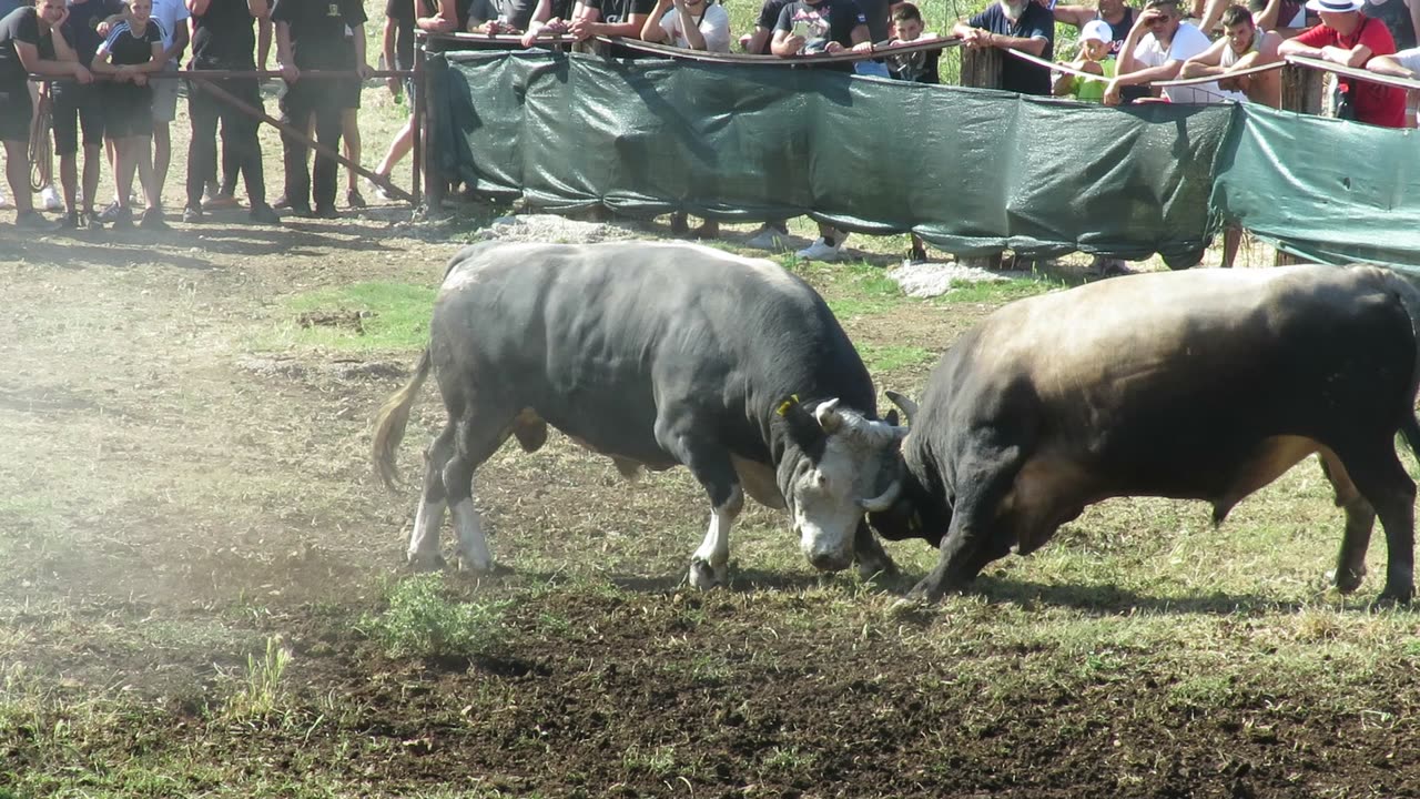Zećo od Dervića vs Brizan od Mitrića Šestanovac 2025