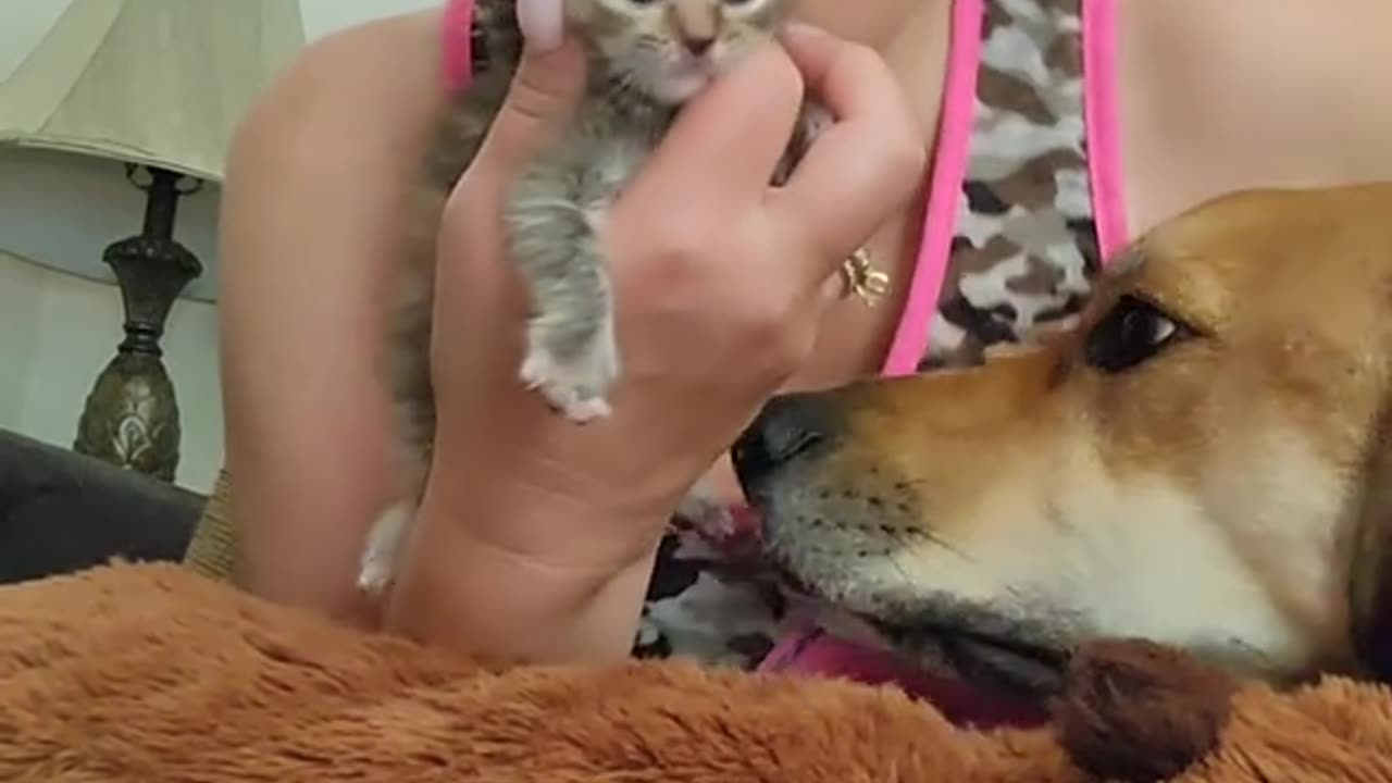 New Kittens Esther & Eve