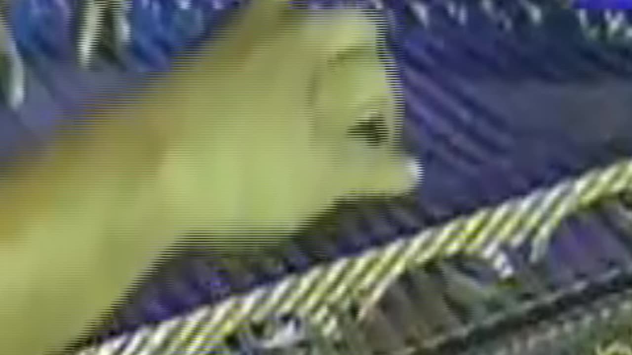 Kütahyanın Pınarları