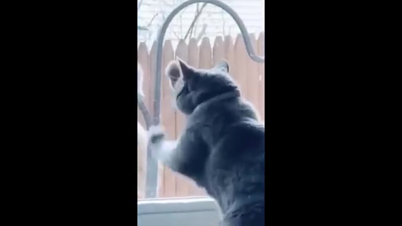 Funny animal videos