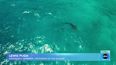 Surfer describes close encounter with shark