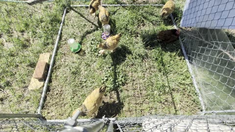 The chicks are now pullets (teenage chickens)
