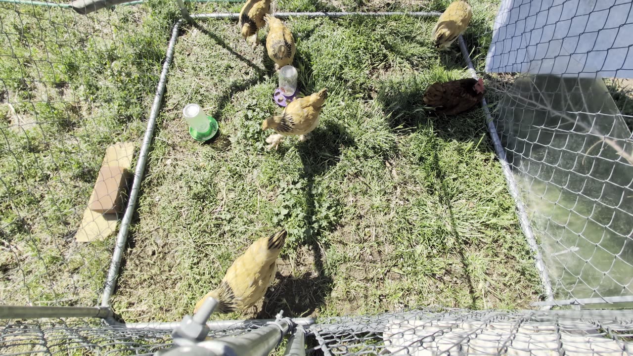 The chicks are now pullets (teenage chickens)