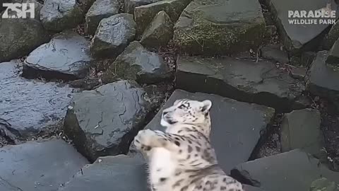 Funny animals