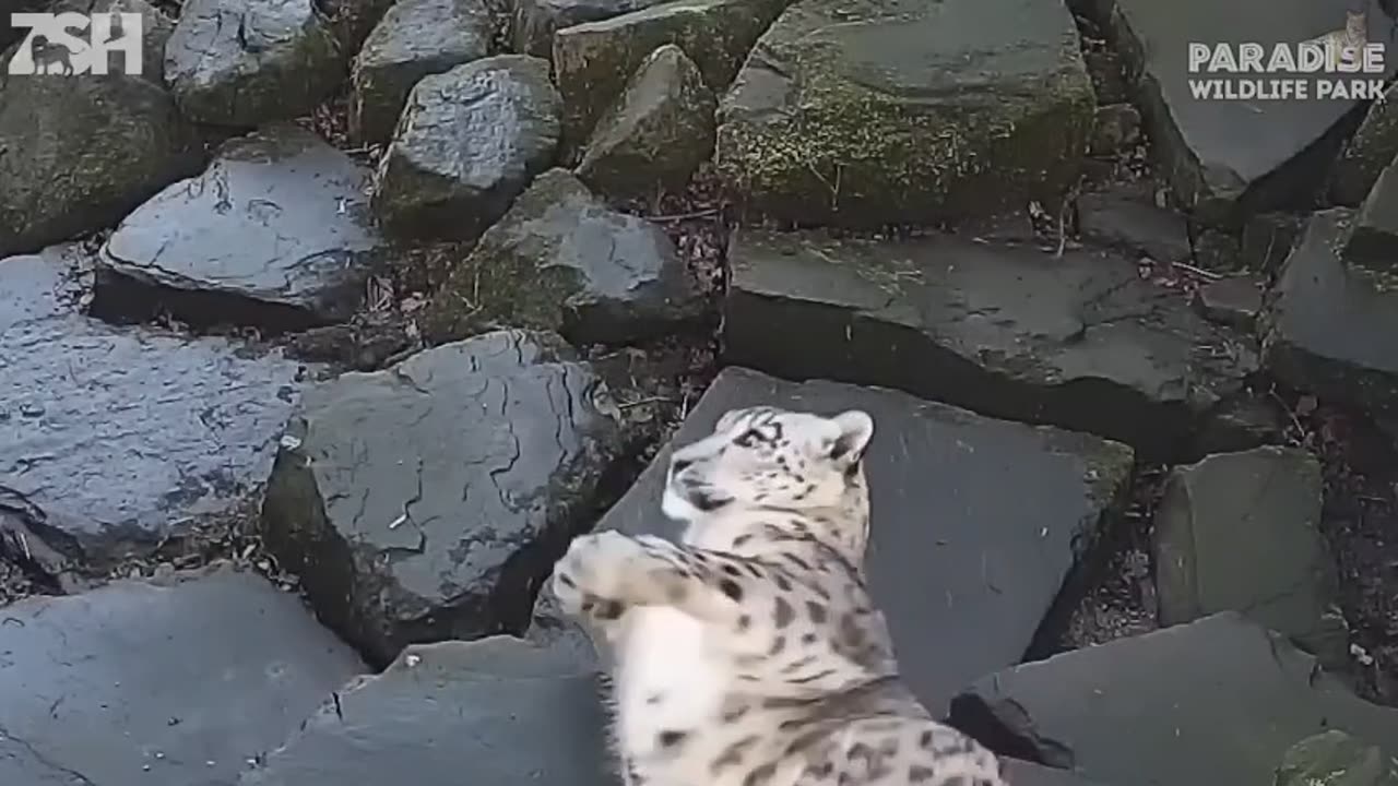Funny animals