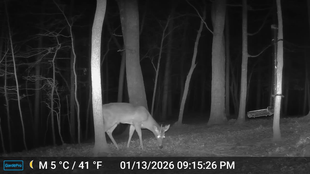 The Woods – 01/14/2026