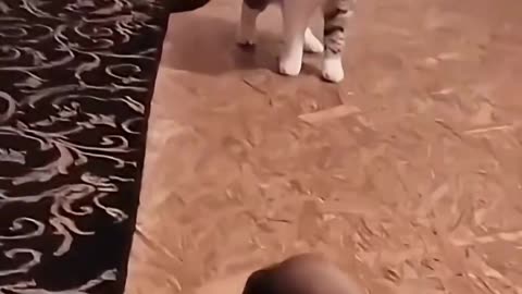 Funny Animals