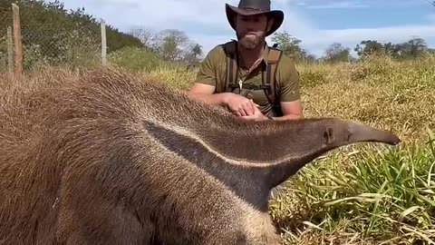 The Craziest Looking Animal You've Ever Seen..