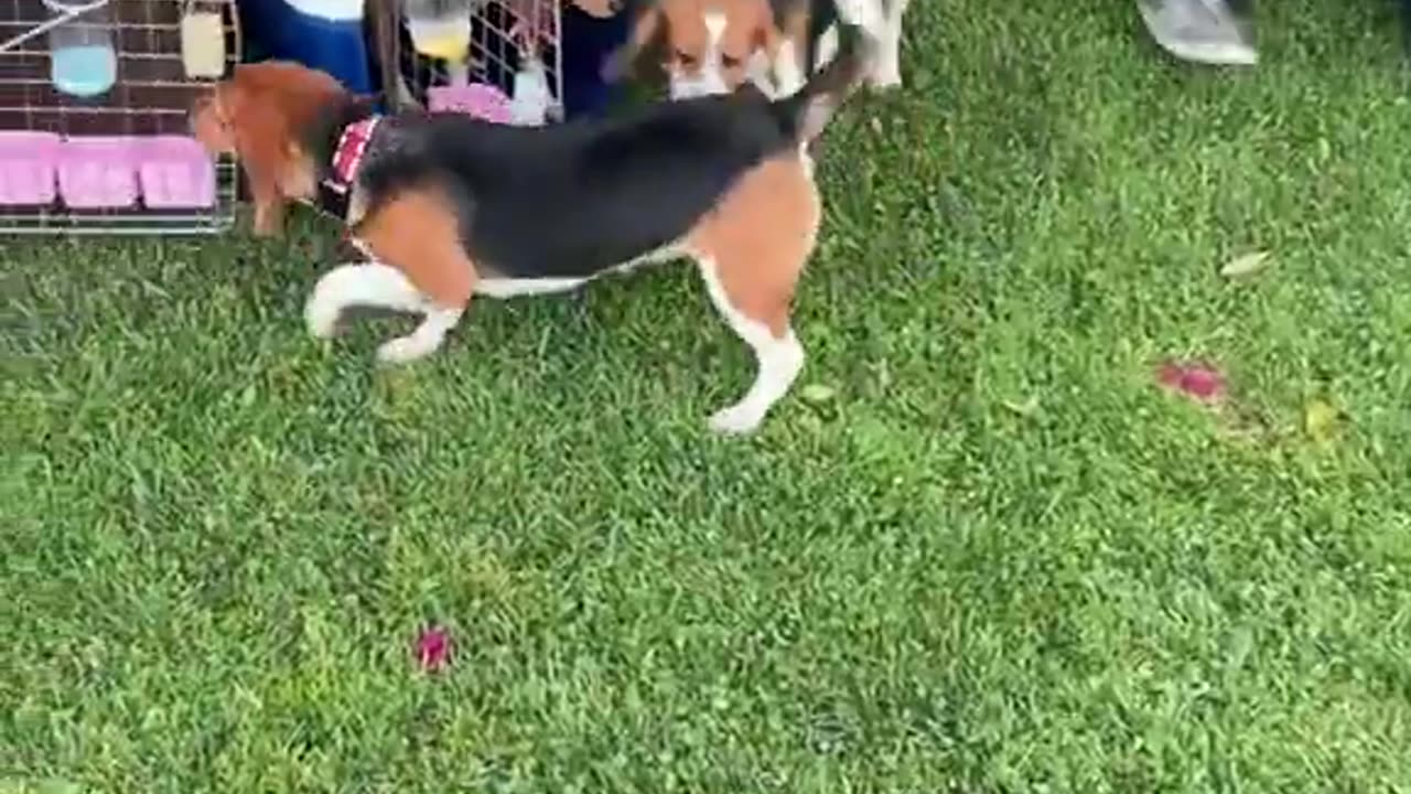 Beagles rescued from a testing lab walk on grass for the first time. 🐶