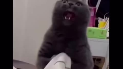 Black cat is insane