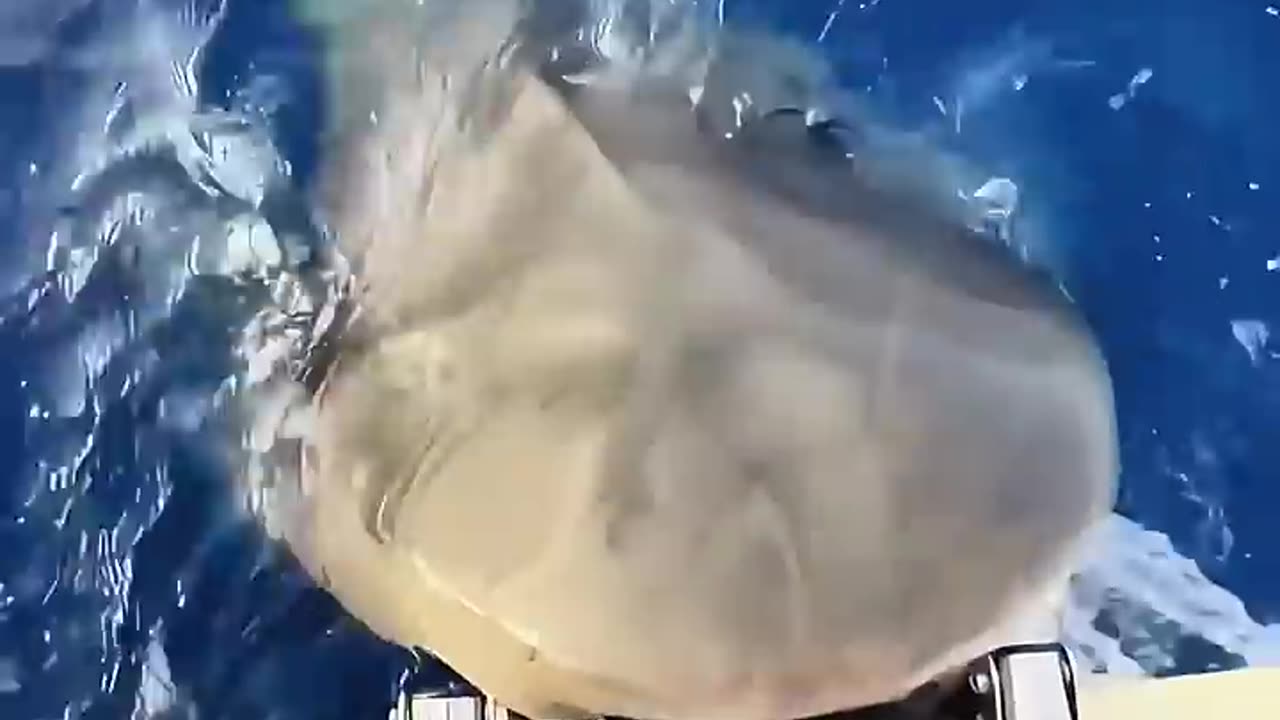 A kind man released a cute baby shark and then this happened