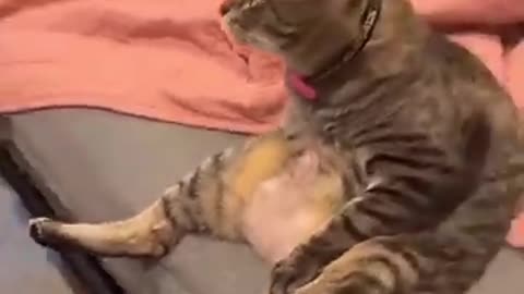 Funny cats