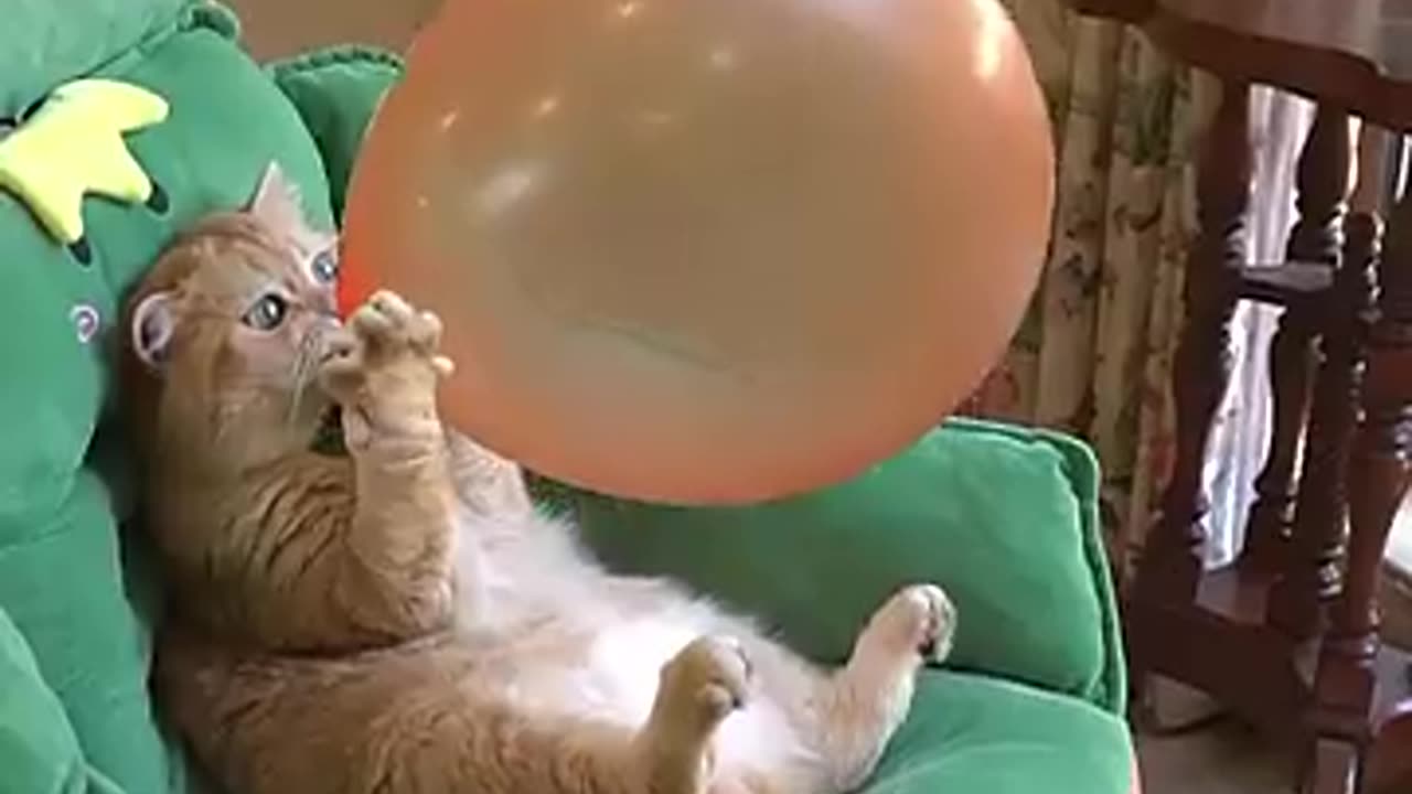 STRONG CAT
