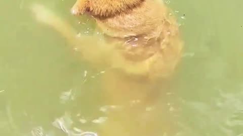 Shiba Inu Swimming Like a Pro 🐕💦 You Won't Believe How Cute This Is!