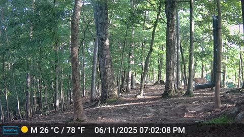 The Woods – 06/12/2025