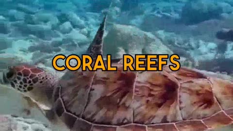 Crypto Tools for Florida Reefs A Closer Look