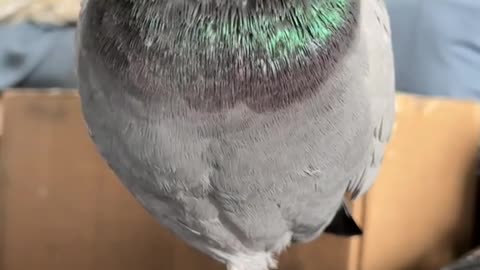 the ultimate life form