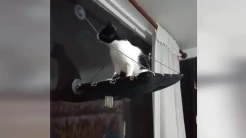 Crazy Animals