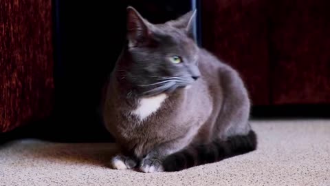 Cute Cat compilation #2