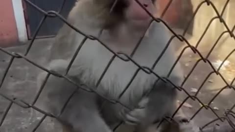 the funniest monkeys 🤣🤣🤣🤣🤣🤣