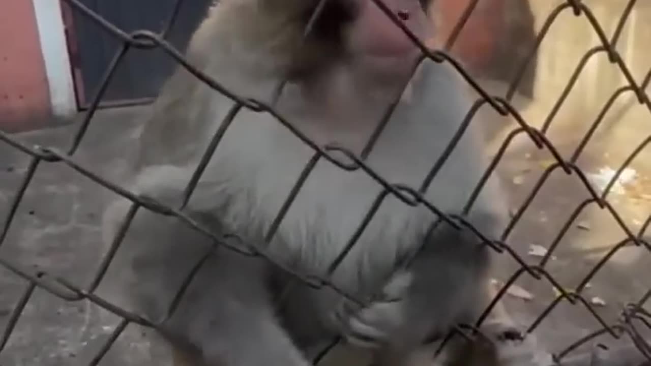 the funniest monkeys 🤣🤣🤣🤣🤣🤣