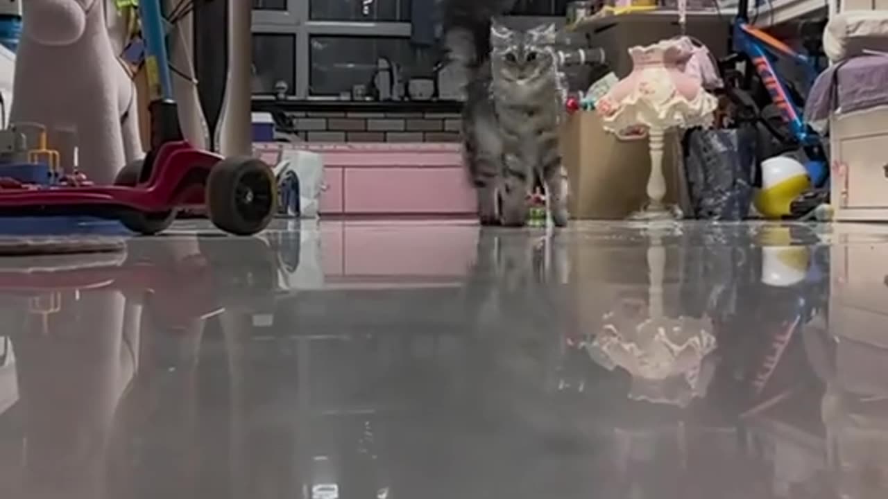 Funny cats - funny video with cats 😅