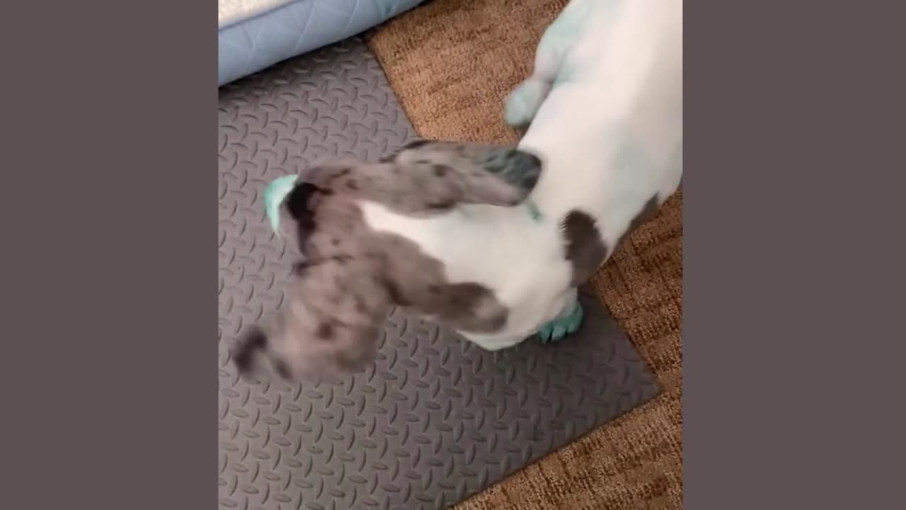 Puppy Fails and Kitten Chaos | Cutest Animal Bloopers Ever 🐶✨🐱