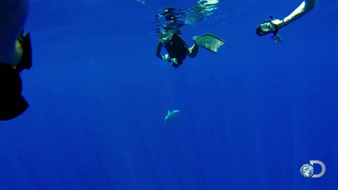 OCEANIC SHARK ATTACK