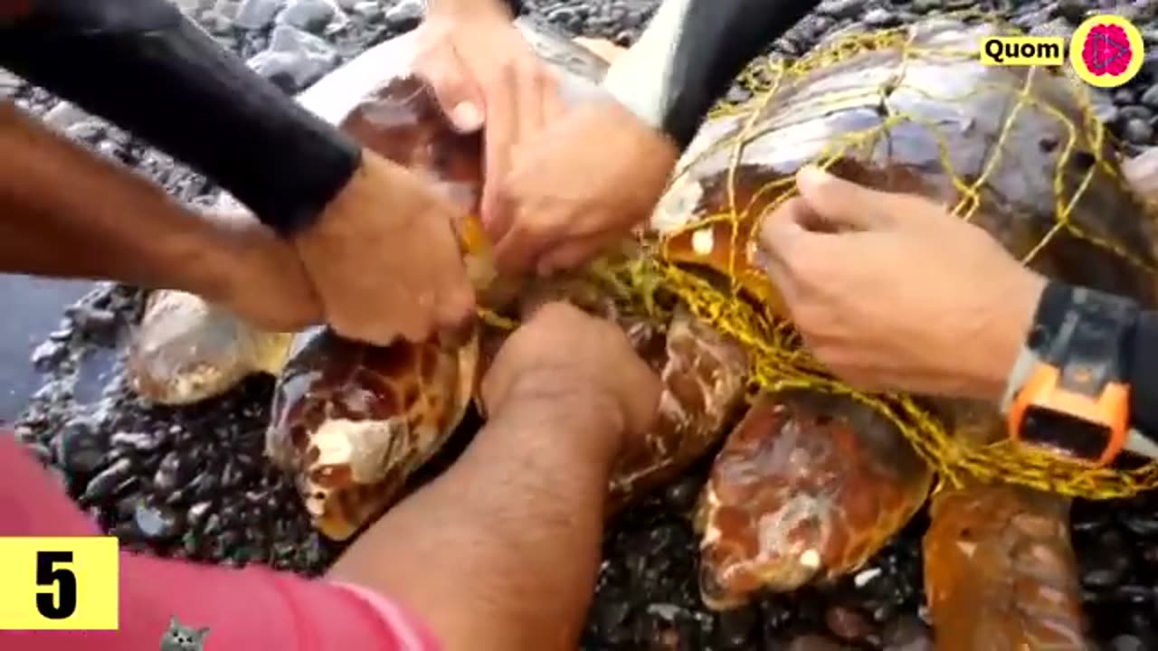 RESCATE de TORTUGAS MARINAS