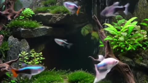 Nature in a Tank: Discover the Art of Aquascaping