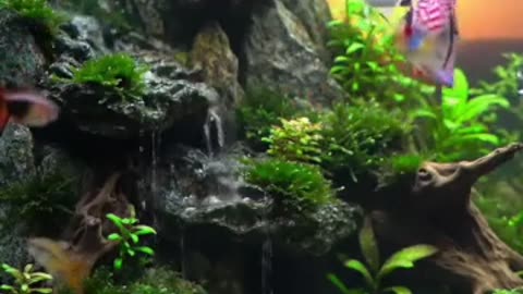 Nature in a Tank: Discover the Art of Aquascaping
