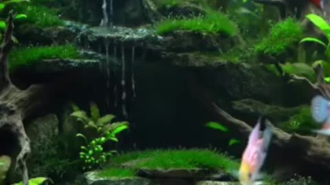 Nature in a Tank: Discover the Art of Aquascaping