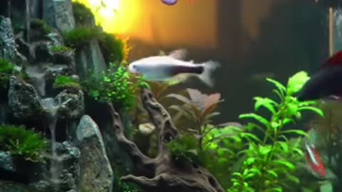 Nature in a Tank: Discover the Art of Aquascaping