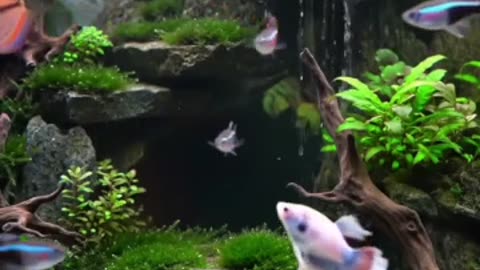 Nature in a Tank: Discover the Art of Aquascaping