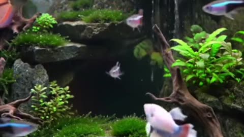 Nature in a Tank: Discover the Art of Aquascaping