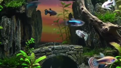 Nature in a Tank: Discover the Art of Aquascaping