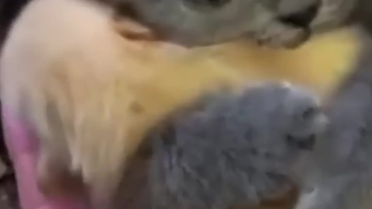 Hello Buddy 2