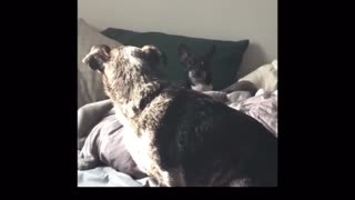 😂🐶 Dog Staring Contest | FunFM