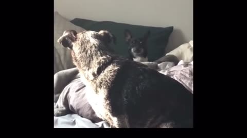 😂🐶 Dog Staring Contest | FunFM