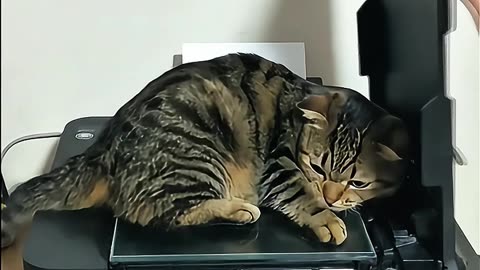 Cat TAIGER & Madness Printer #aicat