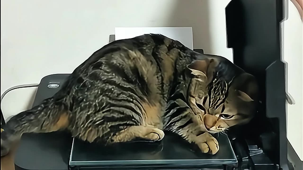 Cat TAIGER & Madness Printer #aicat