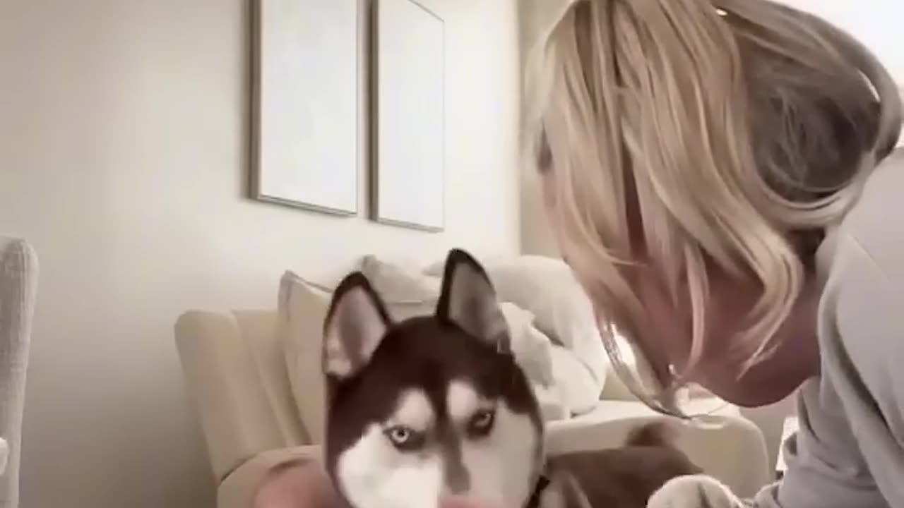 funny animals