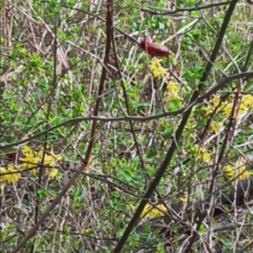 Northern cardinal