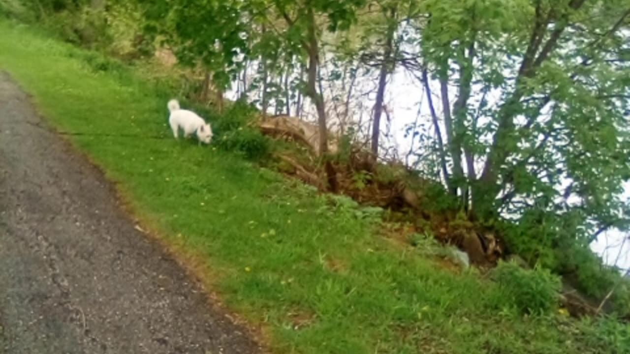 dog