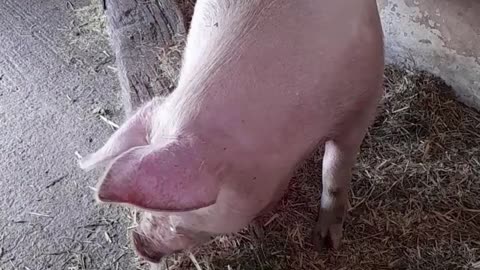 pig