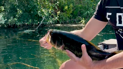 Largemouth Bass Baiting Master Level
