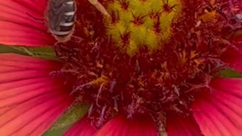 observers of W.ild bees pollinating W.ild Flowers in an O.rganic garden