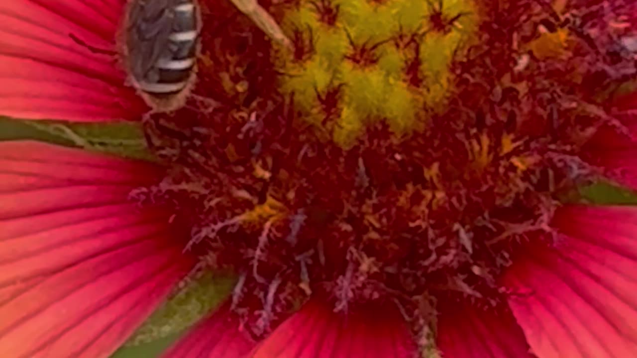 observers of W.ild bees pollinating W.ild Flowers in an O.rganic garden