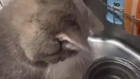 😂🐱 Catbrain.exe Got Some Error! | FunFM