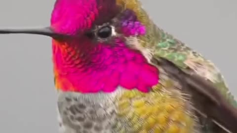 Incredible Color-Changing Bird – Nature’s Magic in One Tiny Creature! 🐦🌈